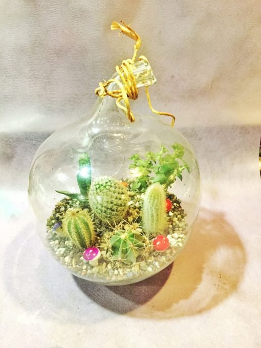 Terrarium Elma Rüyası